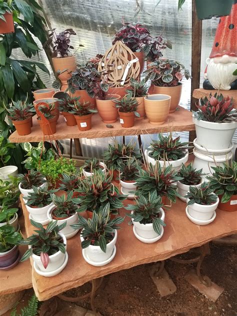 Berridge nursery - Greenhouse. From lush tropical foliage to flowering plants which provide stunning tablescapes, our selections boast new arrivals every week! Some of our favorites include …